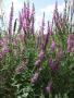 Tavi növények - Lythrum virgatum    vesszős füzény